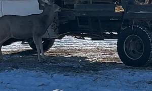 Mule Deer Rarely Enjoy Truck Beds
