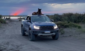 German Shepherd Rides Atop Pickup Truck