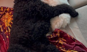 Dog and Cat Cuddling Together