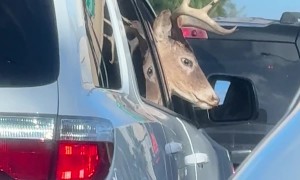 Deer Takes A Ride On Passenger Side