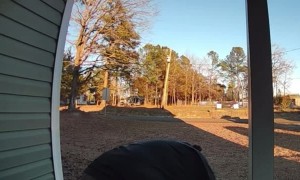 Cat Makes Bed On Delivery Driver's Back