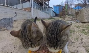 Cat Food Delivery Using Amphibious RC Car