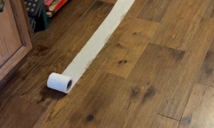 Roomba Wraps Itself In A Roll Of Toilet Paper