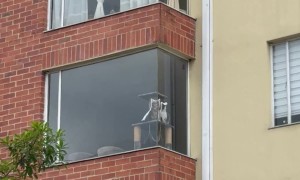 Cat Pillows Peer Out Window