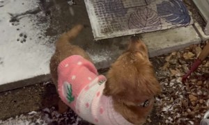 Golden Puppy Chomps At Snow