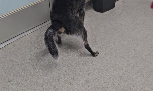 Dog Jumps Out Of Tub, Ignoring Door