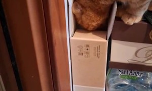 Curious Cat Dives Into Narrow Box