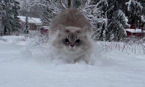 Cat Leaps Through Deep Snow
