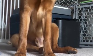 Golden Retriever Reluctantly Eats Broccoli