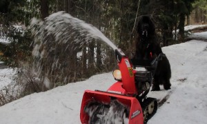 Newfoundland Dog Operates Snow Blower