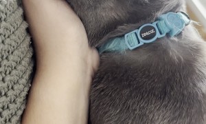 Cat Enters Power Saving Mode