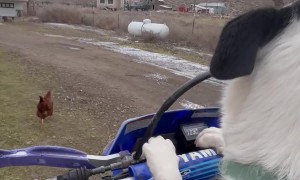 Dog Rides On Motorcycle