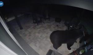 Burly Black Bears Battle On Back Porch