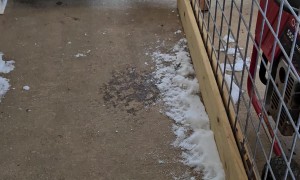 Puppies Sprint In For Supper