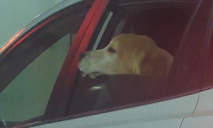 Dog Adorably Scratches Chin On Car Window