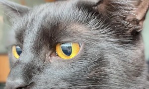 Kitty Knows Its The Main Character