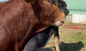 Romance Between Heeler Pup And Zebu Bull