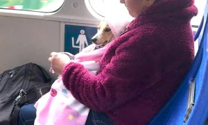 Fur Baby Bus Ride