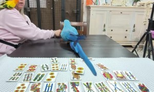 Macaw Impressively Counts Cards