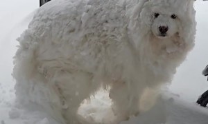 Samoyed Covered In Thick Coat Of Snow