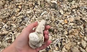 Woman Finds Odd Shell On Beach