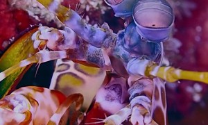 Flashy Peacock Mantis Shrimp