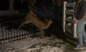 Man Frees Deer Caught On Fence