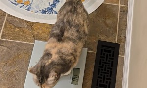 Vocal Cat Happily Weighs Herself
