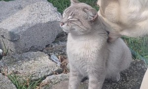 Dog Gives Cat a Very Thorough  Cleaning