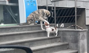 Stray Dog Just Wants to Make a Friend