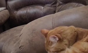 Kitten Surprised By Older Cat's Sudden Sneeze