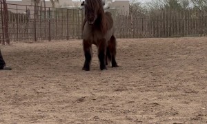 Jack Russell Terrier Cowboy Dog