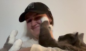 The Day I Brought Boots the Cat Home