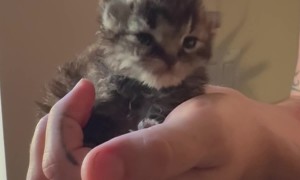 This Is Meep, the Illegally Small Kitten