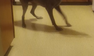 Dog Throws A Tantrum For Leftovers