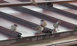 Sparrows On The Rooftop