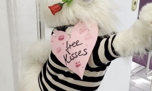 Samoyed Offers Free Kisses for Valentine's Day