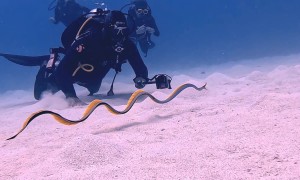 Underwater Meeting With a Ribbon Eel