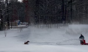 Dog Loves Catching Blowing Snow