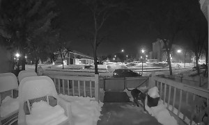 Dog Rings Doorbell For Cold Pal