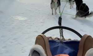 Running Sled Dog Answers Nature's Call