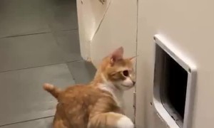 Feisty Orange Kitten Baps Cat Flap