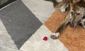 Lurcher Dog Versus Raspberry