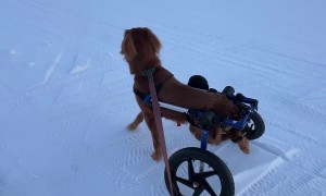 Being in a Wheelchair Has Not Changed This Dog's Love for Bunnies