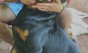 Rottweiler Loves Being Brushed