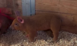 Herding Puppy's First Day on the Job