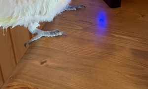 Cockatoo Fascinated By Ring Camera