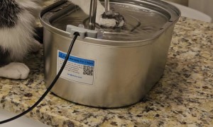 Cat Seems Fascinated by Paw Under Running Water