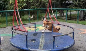 Dog Loves Spinning on the Merry-Go-Round