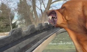Dog Loves Winter Breeze From Sunroof